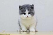 哪里有短毛猫卖的 纯种健康 短毛猫有什么习惯