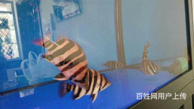 自家养的龙鱼 精品四纹虎5条皇冠黑白2条 斑马狗头的图片