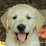 黄冈金毛犬价格哪儿有卖金毛