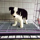 池州卡斯罗一般价位【卡斯罗犬舍】地址