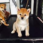 安康【*推荐】柴犬犬舍‖柴犬养殖场