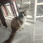 布偶猫