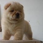 松狮犬养殖基地 纯种松狮 保纯保健康 完美售后