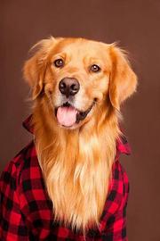 宁波宠物托运（猫狗柴犬）（全国活体运输）一对一上门接 全程视