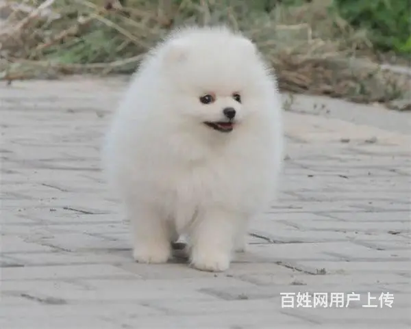 纯种茶杯博美犬出售 北京赛级博美犬价格的图片