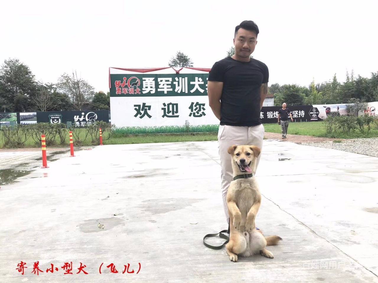 成都训犬勇军训犬基地可视化训犬快乐训犬