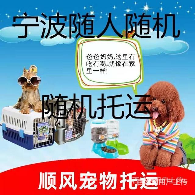 吐鲁番宠物托运（猫狗）活体运输邮寄 （2022今日推荐）的图片