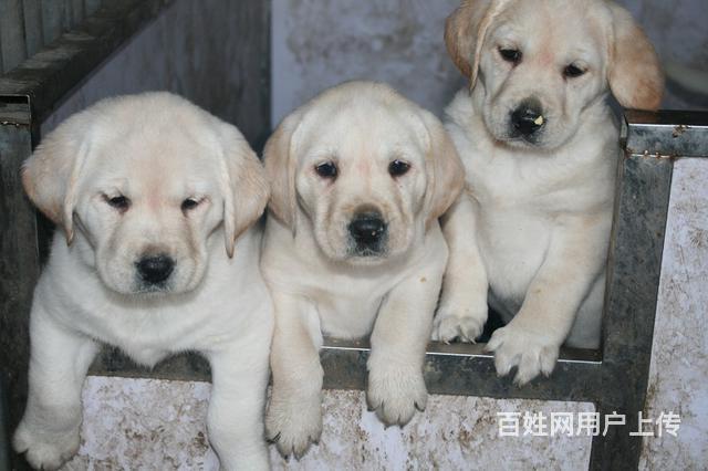 神犬小七专业导盲犬拉布拉多幼犬保健康签协议