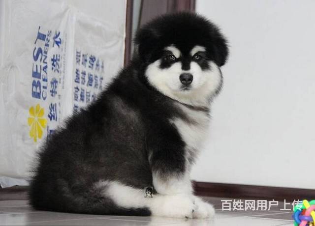 纯种阿拉斯加犬多少钱北京哪卖阿拉斯加幼犬保健康