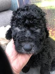 商丘狗场卖巨贵犬，狗场巨贵犬多少钱一只
