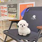 本地推荐精品纯种健康比熊犬纯种健康可签协议