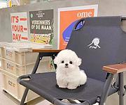 本地推荐精品纯种健康比熊犬纯种健康可签协议