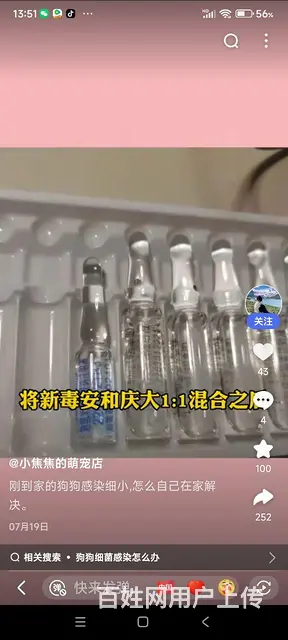 纯种鹿犬的图片
