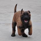 呼伦贝尔犬舍推荐-正规养殖马犬的地方