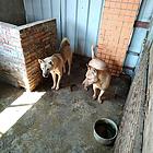 纯土狗