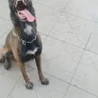 卖狗