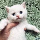 哪里有短毛猫卖 多少钱一只 图片价位 好养吗