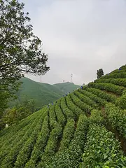 茶叶害虫--绿叶蝉 安吉白茶直销 小戴白茶