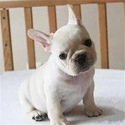 泰安宠物店店主卖现货法斗幼犬 法斗幼犬多少钱一只
