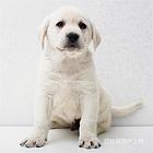 阿拉善拉布拉多繁殖场拉布拉多犬舍联系方式