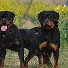 纯种德系罗威纳幼犬