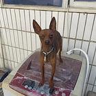小鹿犬品相挺好