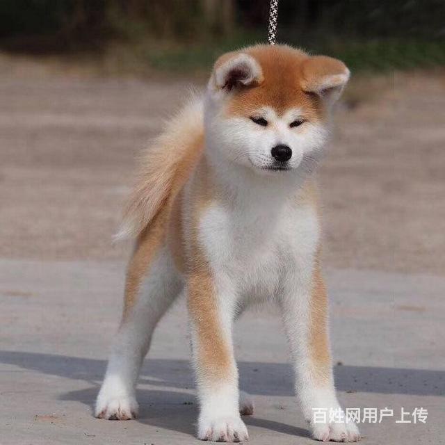 北京秋田犬三个月北京秋田幼犬秋田犬多少钱