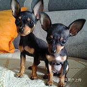 【货到付款】齐齐哈尔吉娃娃多少钱一只好养活吗？