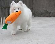 鞍山宠物店卖萨摩耶，萨摩耶幼犬一只多少钱