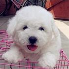 新乡【*推荐】比熊犬舍‖比熊养殖场