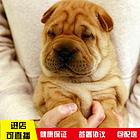 安顺【十年老店】常年繁殖优质血统沙皮幼犬