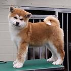纯种秋田、秋田幼犬、日系秋田、美系秋田，质量三包