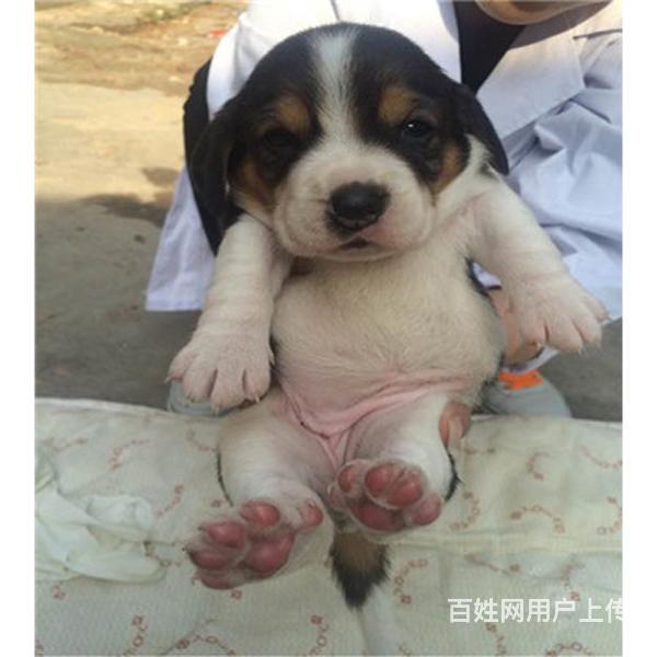 珠海血统德比格犬哪里有卖，血统比格犬一般多少钱的图片