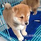 定西纯种哈士奇价位知名哈士奇犬舍