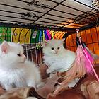 纯白波斯猫