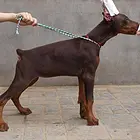 德系杜宾犬 纯种杜宾犬 杜宾犬价格 专业繁殖杜宾犬
