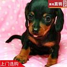 白银【十年老店】常年繁殖优质血统腊肠犬幼犬
