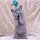 河南新乡纯血英短蓝猫幼崽多少钱