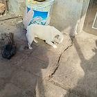 奶油斗牛犬