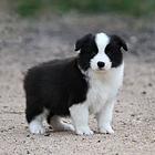 纯种边境牧羊犬 黑白边牧幼犬 金色边牧 今日特