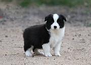 出售边境牧羊犬 有血统七白到位 品质极佳 包活