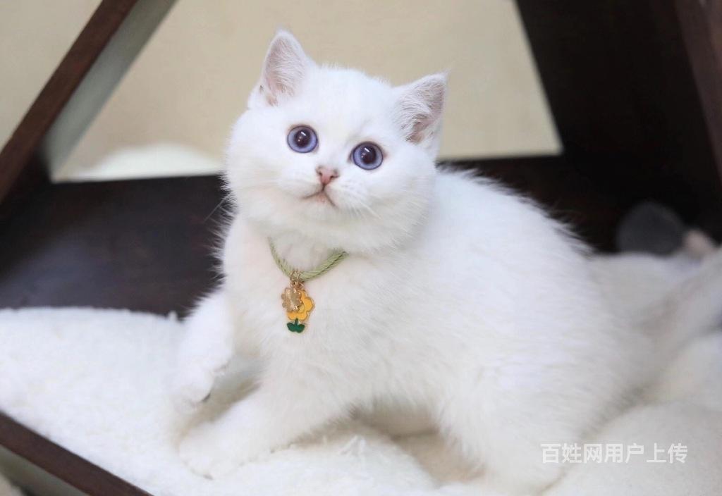 哪里有曼基康矮脚猫卖的多少钱矮脚猫成年多重