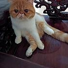 猫猫出售
