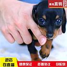 汉中【十年老店】常年繁殖优质血统腊肠犬幼犬