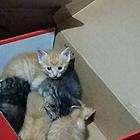 免费送养小猫