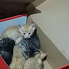 免费送养小猫