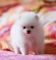 出售纯种球体形博美幼犬 品相极佳 绝对纯种可上