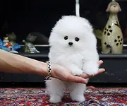 博美 直销纯种哈多利圆球博美犬幼犬 可爱俊介犬