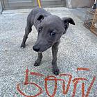 细狗犬出售