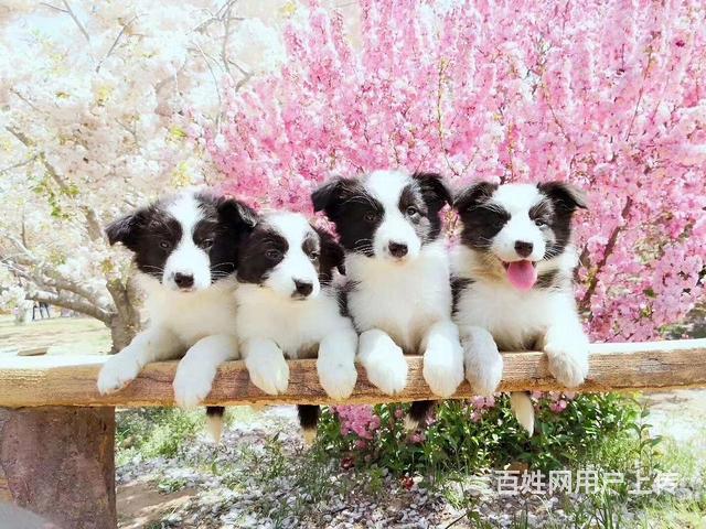 泰安支持上门看边牧宠物店的图片